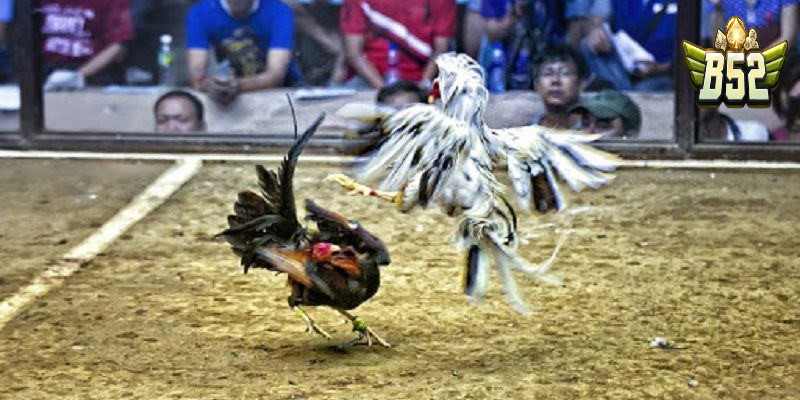 Đá gà Thomo trực tuyến là gì?