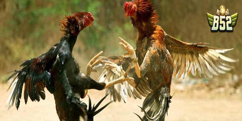 Đá gà Thomo cựa tròn là gì?