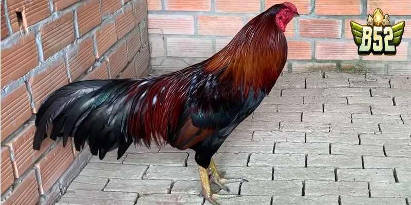 Đôi nét về gà xanh trích