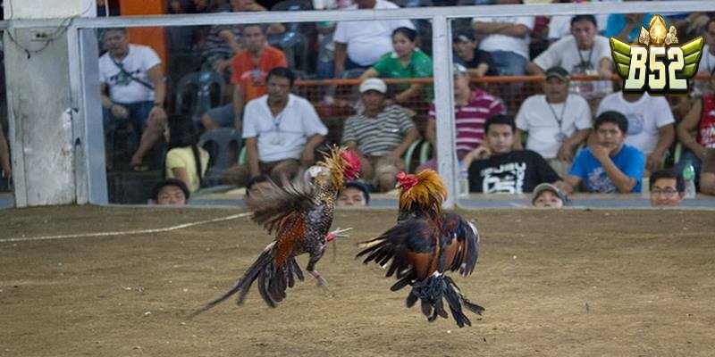 Luật chơi đá gà Thomo cựa dao anh em nên nhớ kỹ
