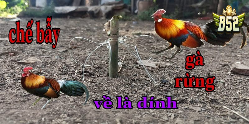 Hướng dẫn bẫy gà bằng gà lai 