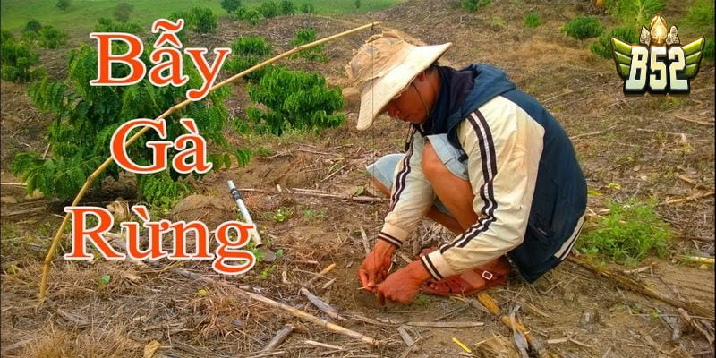 Hướng dẫn cách làm bẫy gà bằng bẫy giò 