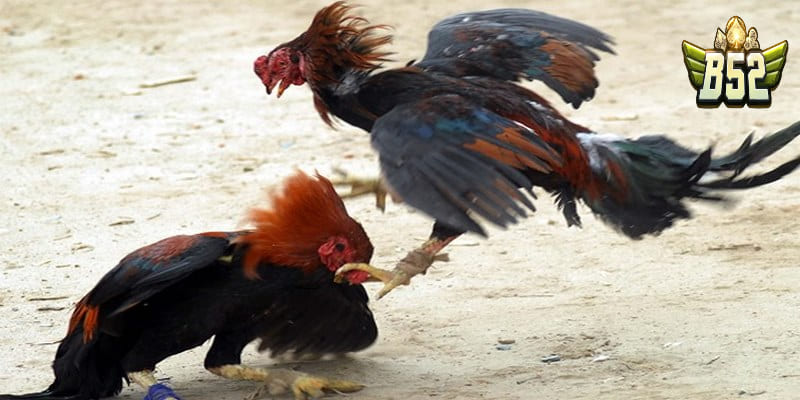 Đá gà mới là gì?