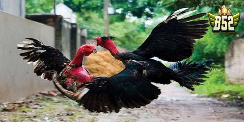 Giữ vững tâm lý khi cược đá gà nòi trực tiếp