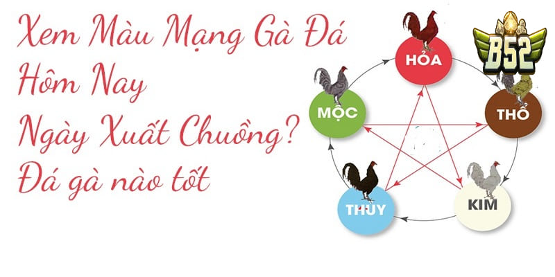 TÌm hiểu về màu mạng gà đá