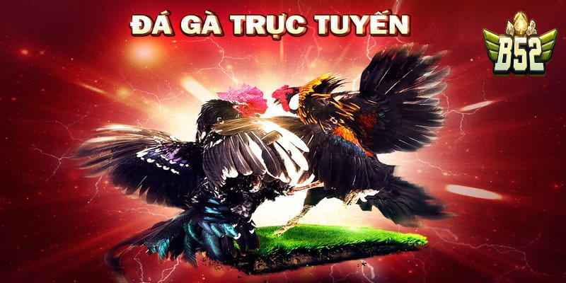 Đá gà thomo 999 trực tiếp ở đâu?
