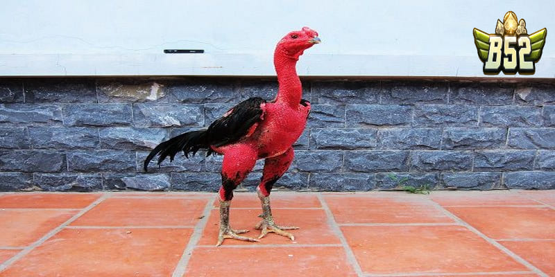 Lý do đá gà thomo 999 trực tiếp hấp dẫn người chơi