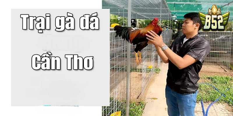 Những trại gà tre uy tín nhất tại Cần Thơ