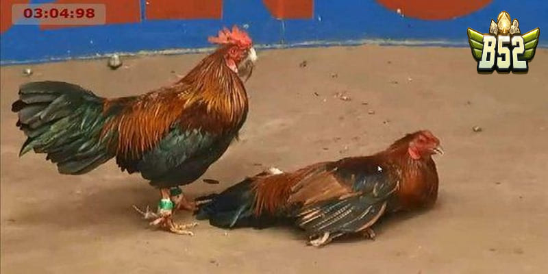 Tại Thomo ngoài đá gà thì còn gì thú vị khác?